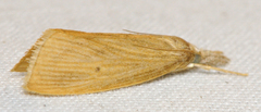 Diatraea evanescens