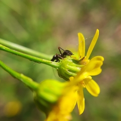 Himacerus mirmicoides