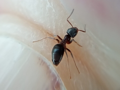 Lasius