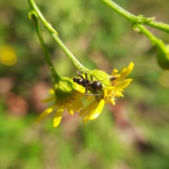 Himacerus mirmicoides