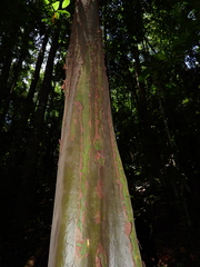 Capirona macrophylla