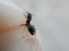 Lasius