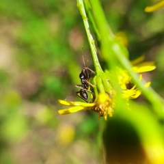 Himacerus mirmicoides