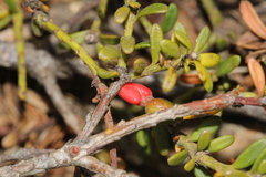 Podocarpus lawrencei