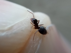 Lasius