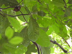 Capirona macrophylla