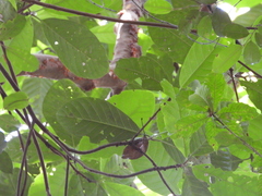 Capirona macrophylla