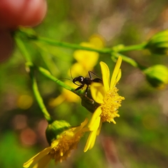Himacerus mirmicoides