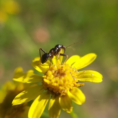 Himacerus mirmicoides