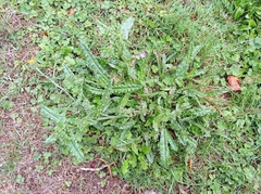 Helminthotheca echioides