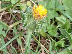 Helminthotheca echioides