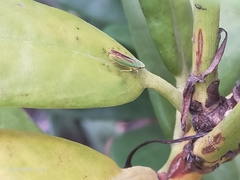 Graphocephala fennahi