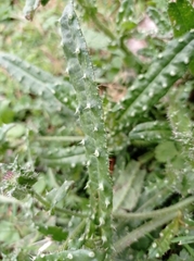 Helminthotheca echioides