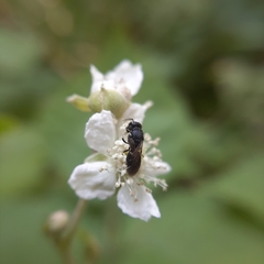 Hylaeus