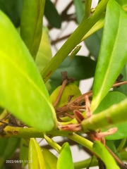 Graphocephala fennahi