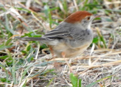 Cisticola angusticauda