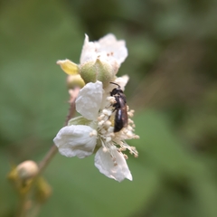Hylaeus
