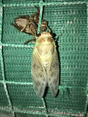 Graptopsaltria nigrofuscata