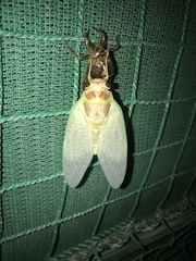 Graptopsaltria nigrofuscata