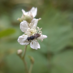 Hylaeus