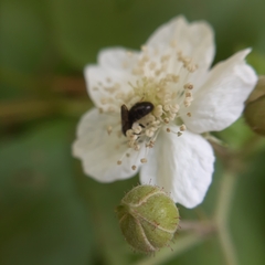 Hylaeus