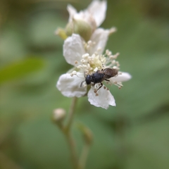 Hylaeus