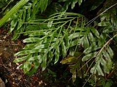Blechnum colensoi