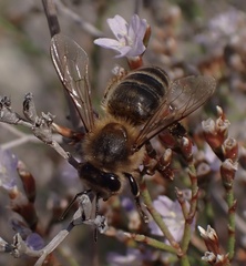 Apis mellifera