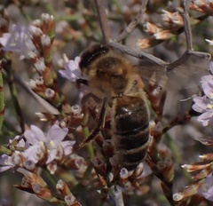 Apis mellifera