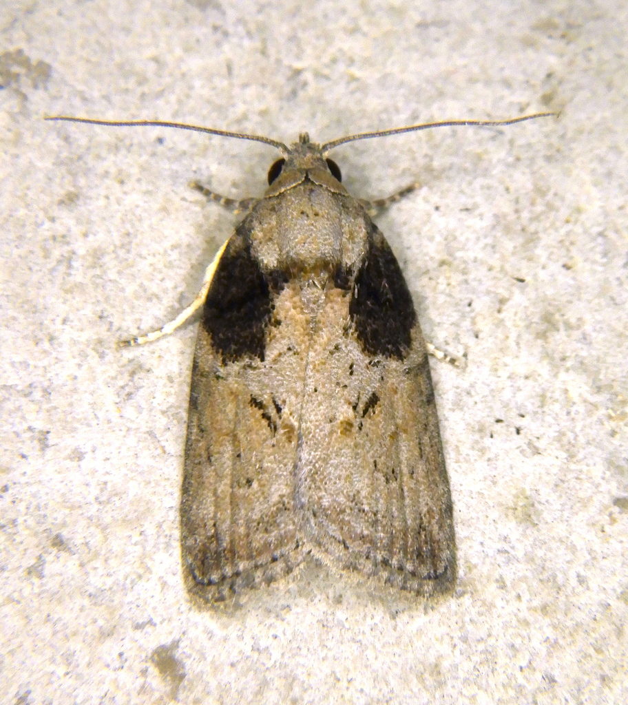Sarrothripini