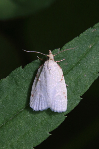 Maple-Basswood Leafroller Moth photo 3