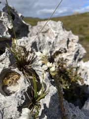 Erica calcareophila