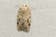 Acleris logiana