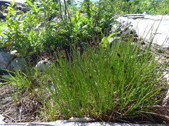 Juncus mertensianus