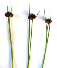 Juncus mertensianus