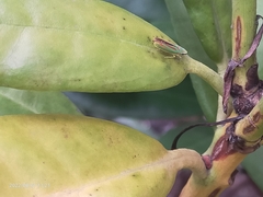 Graphocephala fennahi