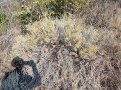 Helichrysum kraussii