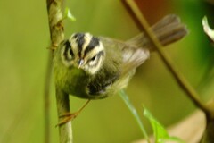Basileuterus melanotis