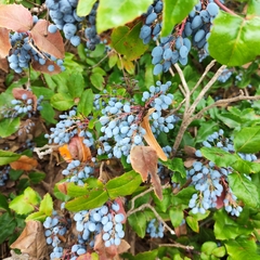 Berberis aquifolium