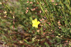 Crocanthemum scoparium
