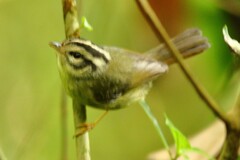Basileuterus melanotis