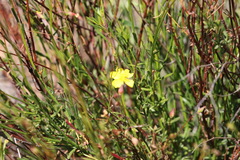 Crocanthemum scoparium