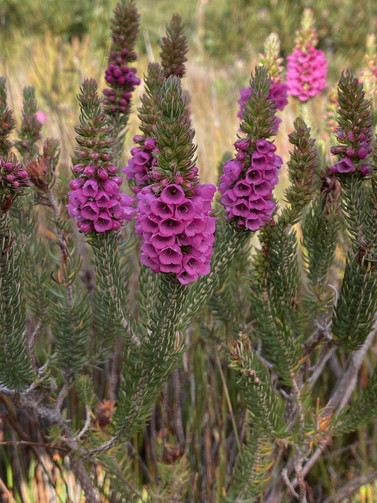 Rib Heaths