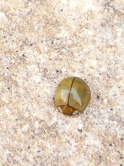 Paraneda viridescens