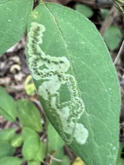 Aulagromyza cornigera