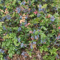 Berberis aquifolium