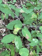 Aulagromyza cornigera