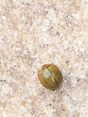 Paraneda viridescens
