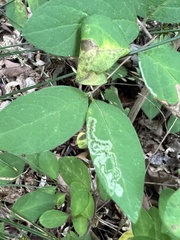 Aulagromyza cornigera