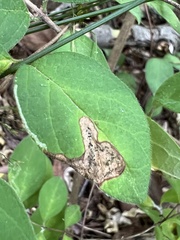 Aulagromyza cornigera